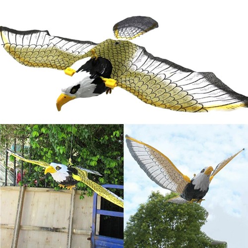 Hanging flying eagle bird - flying,
