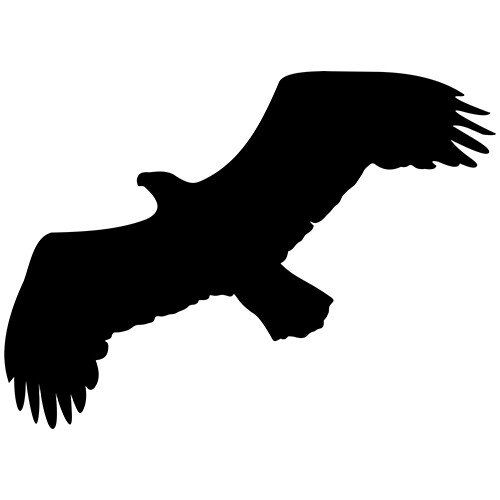 Flying eagle bird - flying, decal